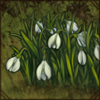 snowdrops.png