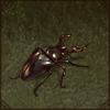 Stag Beetle [1]