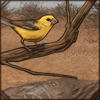 Incredibly social and a friend to all, the golden sparrow is perfectly content to be a part of your lion-flock!