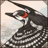 syrianwoodpecker.png