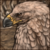 Abyssinian Tawny Eagle
