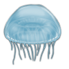 translucentjelly.png
