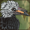 White-Crested Hornbill