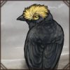 yellowcrestshrike.png