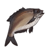 bream.png