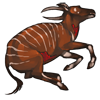 carcass_bongo.png