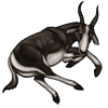 carcass_bontebok.png