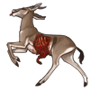 carcass_dorcasgazelle.png