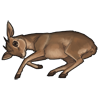 Dik Dik Carcass