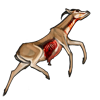 carcassspringbok.png