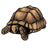 critterturtle.png