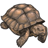 African spurred tortoise