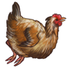 GMOchicken.png