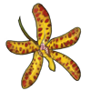 Leopard Orchid