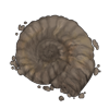 ammonitefossil.png