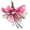 Fuchsia Flower