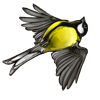 Great Tit