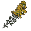 honeybush.png