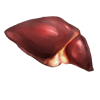 Human Liver