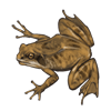 labtestfrog.png