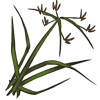 nutgrass.png