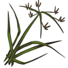 Nut Grass