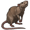 Rat Guide