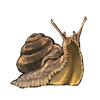 snail.png