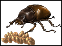 beetle_clutch.jpg